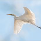  Die Wintergäste treffen ein (14) - Silberreiher (Ardea alba, Syn.: Casmerodius albus, Egretta alba)