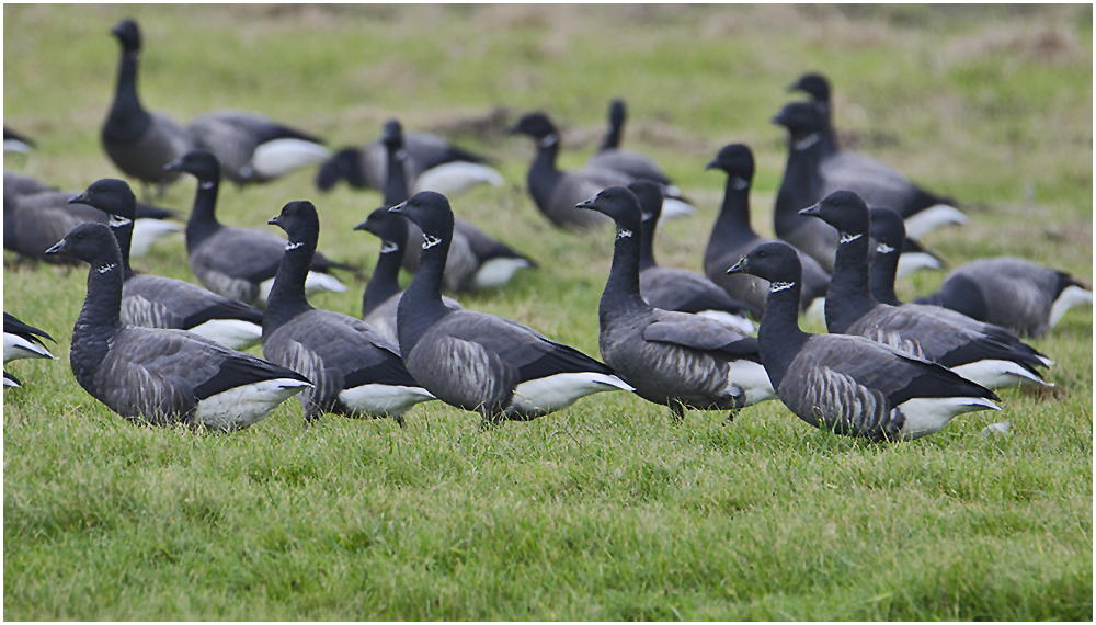 Die Wintergäste treffen ein (16) - Ringelgänse (Branta bernicla) 