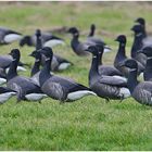 Die Wintergäste treffen ein (16) - Ringelgänse (Branta bernicla) 