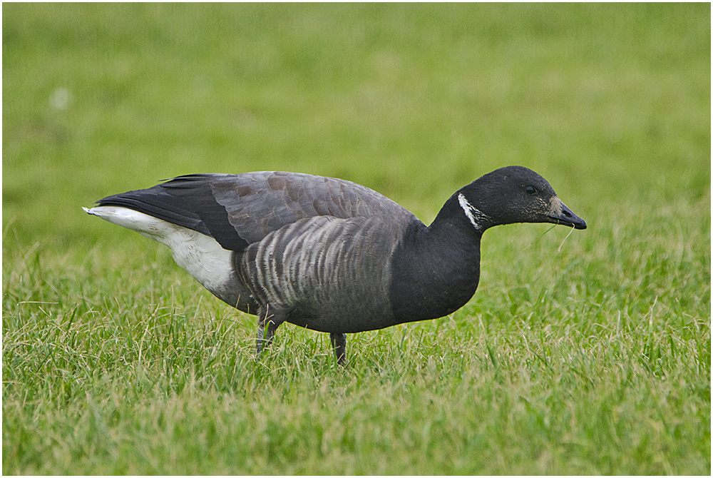 Die Wintergäste treffen ein (17) - Ringelgänse (Branta bernicla)