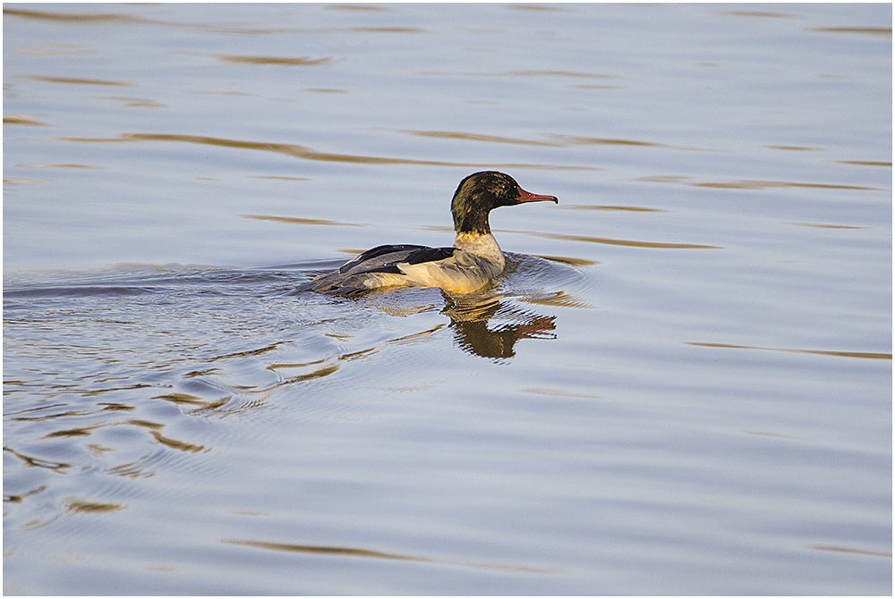 Die Wintergäste treffen ein (19) - Gänsesäger (Mergus merganser)