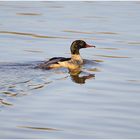 Die Wintergäste treffen ein (19) - Gänsesäger (Mergus merganser)