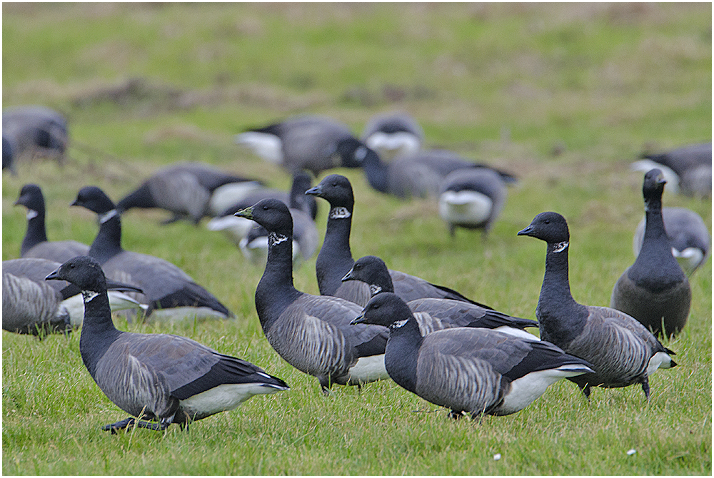 Die Wintergäste treffen ein (25) - Ringelgänse  (Branta bernicla)