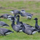 Die Wintergäste treffen ein (25) - Ringelgänse  (Branta bernicla)