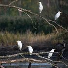 Die Wintergäste treffen ein (4). Die Silberreiher (Ardea alba, Syn.: Casmerodius albus)   . . .