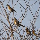 Die Wintergäste treffen ein (6). Die Wacholderdrosseln (Turdus pilaris) . . .