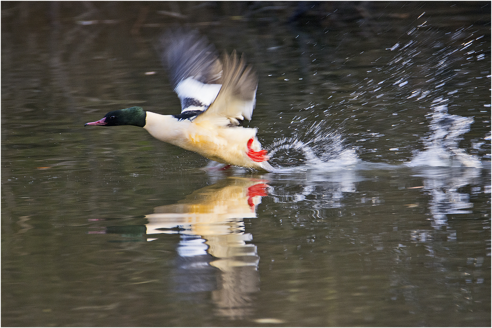 Die Wintergäste treffen ein (7). Die Gänsesäger (Mergus merganser) . . .