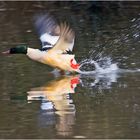 Die Wintergäste treffen ein (7). Die Gänsesäger (Mergus merganser) . . .