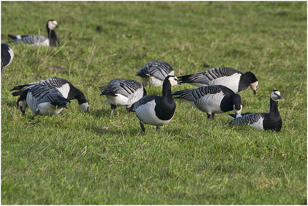 Die Wintergäste treffen ein (7) - Nonnen- oder Weißwangengänse (Branta leucopsis)