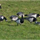 Die Wintergäste treffen ein (7) - Nonnen- oder Weißwangengänse (Branta leucopsis)