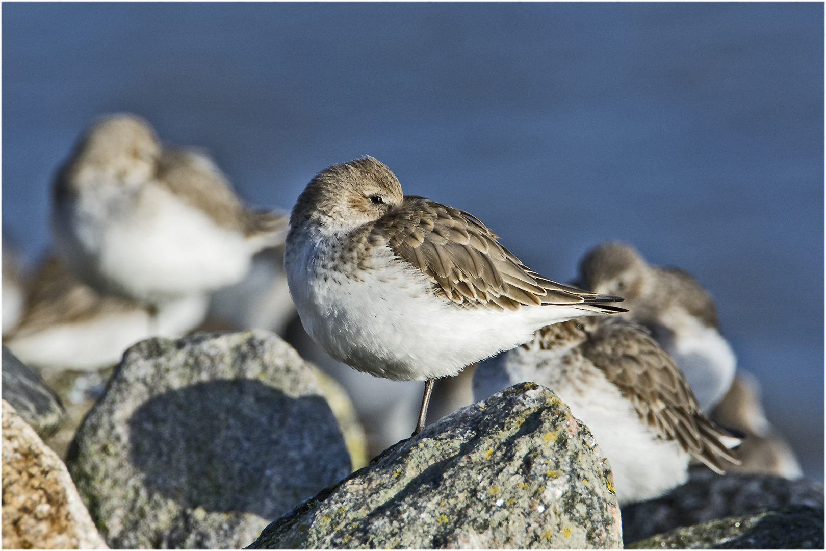 Die Wintergäste treffen ein (9) - Die Alpenstrandläufer (Calidris alpina) . . .