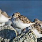 Die Wintergäste treffen ein (9) - Die Alpenstrandläufer (Calidris alpina) . . .