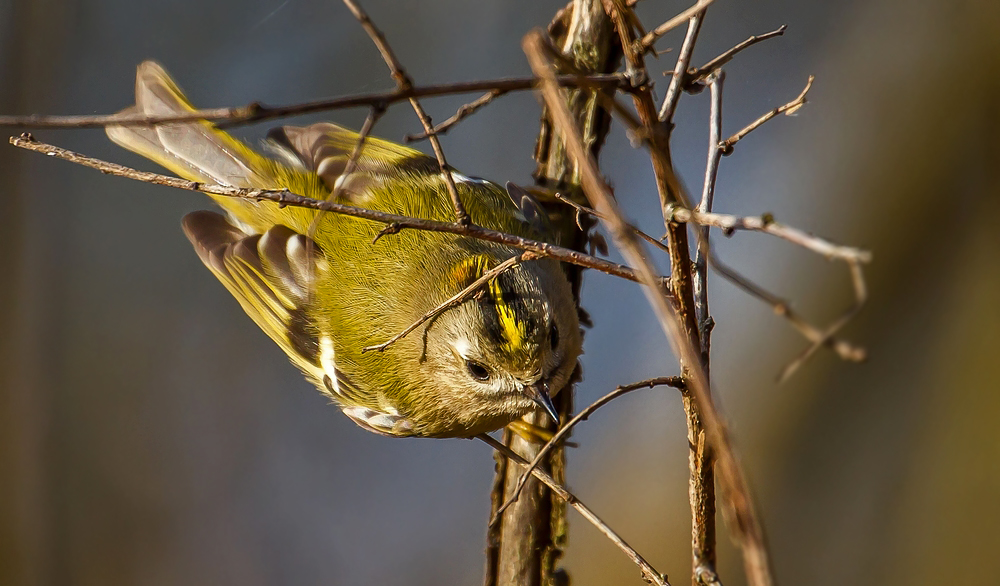 Die Wintergoldhähnchen verfolgen mich