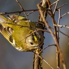 Die Wintergoldhähnchen verfolgen mich