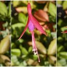 Die winterharte Scharlachfuchsie ( Fuchsia magellanica var. gracilis) blüht auch jetzt noch