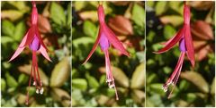 Die winterharte Scharlachfuchsie ( Fuchsia magellanica var. gracilis) blüht auch jetzt noch