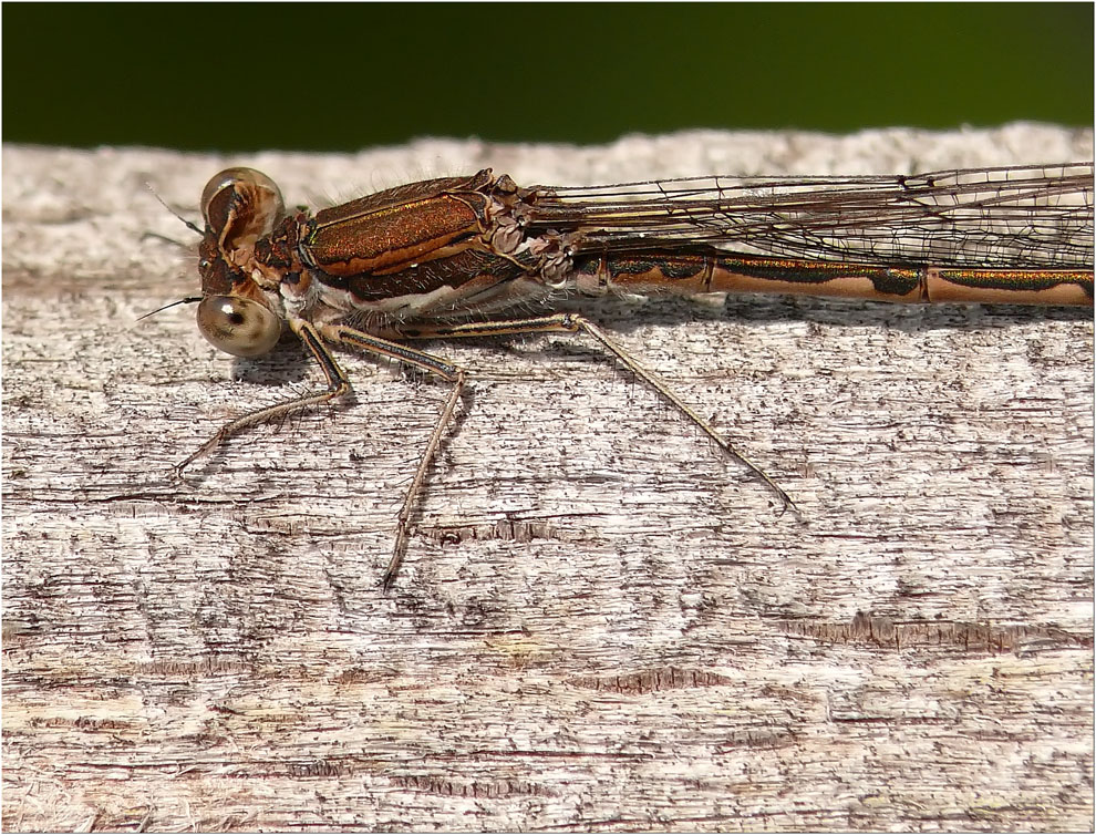 die Winterlibelle auf dem wärmenden Holz