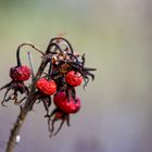 Die winterliche Rosa Rugosa