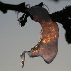 Die winterliche Sonne im Eiszapfen eingefangen