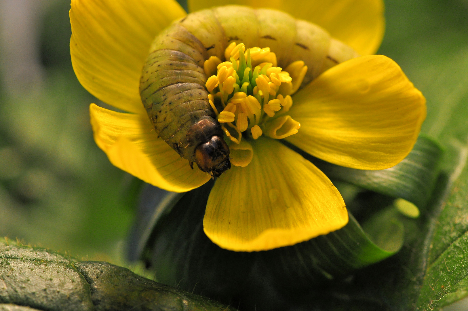 Die Winterlinge haben Besuch 1)