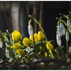 Die Winterlinge recken sich dem Lichte entgegen