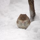 Die Wintermaus