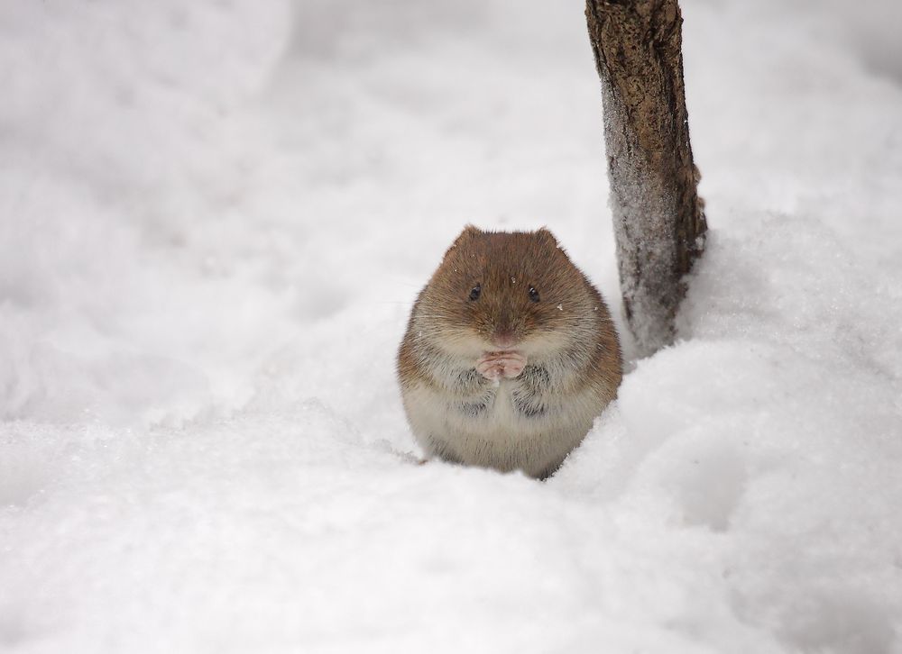 Die Wintermaus Foto Bild Winter Schnee Natur Bilder Auf Fotocommunity