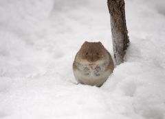 Die Wintermaus