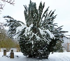 Die Winterpalme