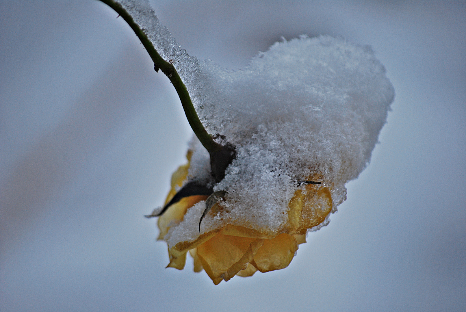 die Winterrose...