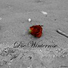 Die Winterrose