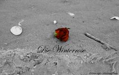 Die Winterrose