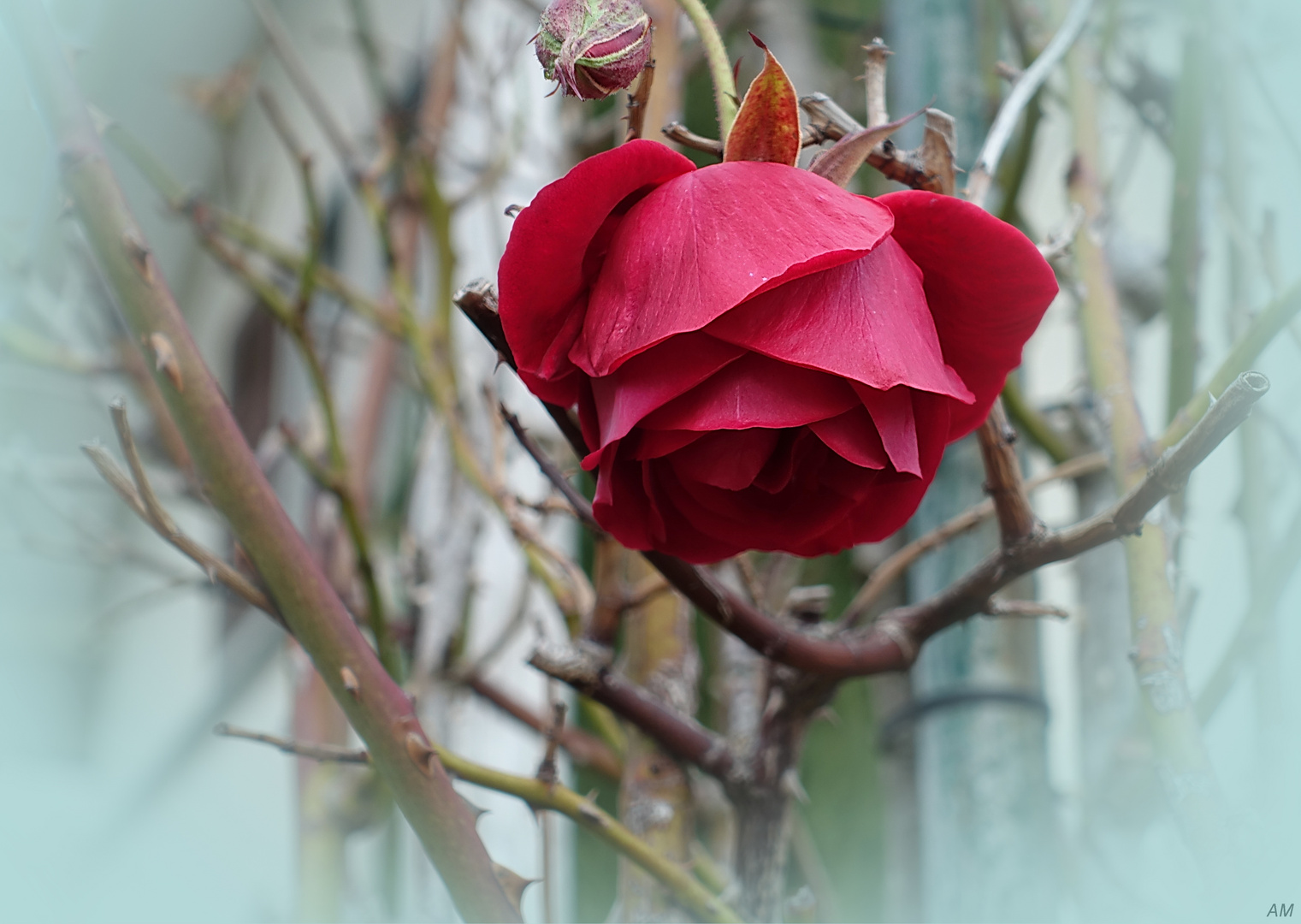 Die Winterrose...