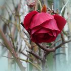 Die Winterrose...