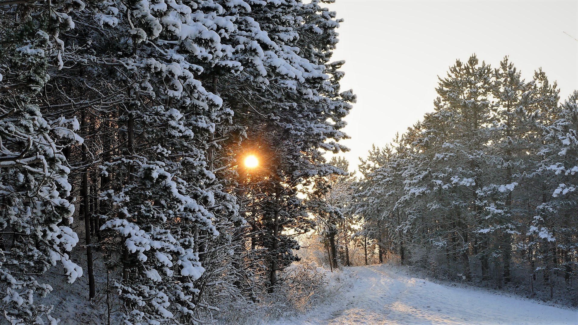 Die Wintersonne 