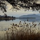 "Die Wintersonne am Wörthersee"   