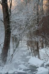 Die Wintersonne scheint durchs Geäst