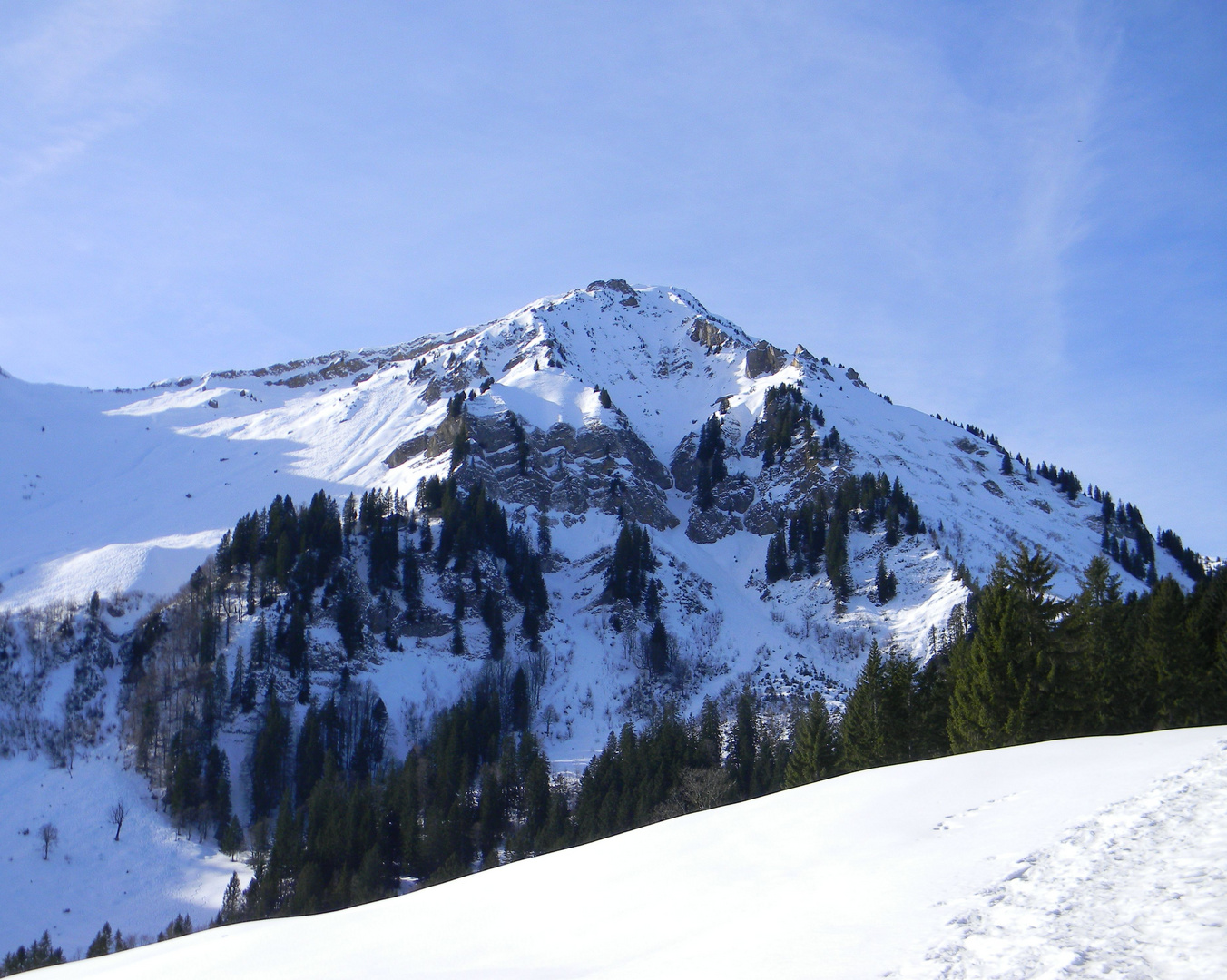 Die Winterstaude