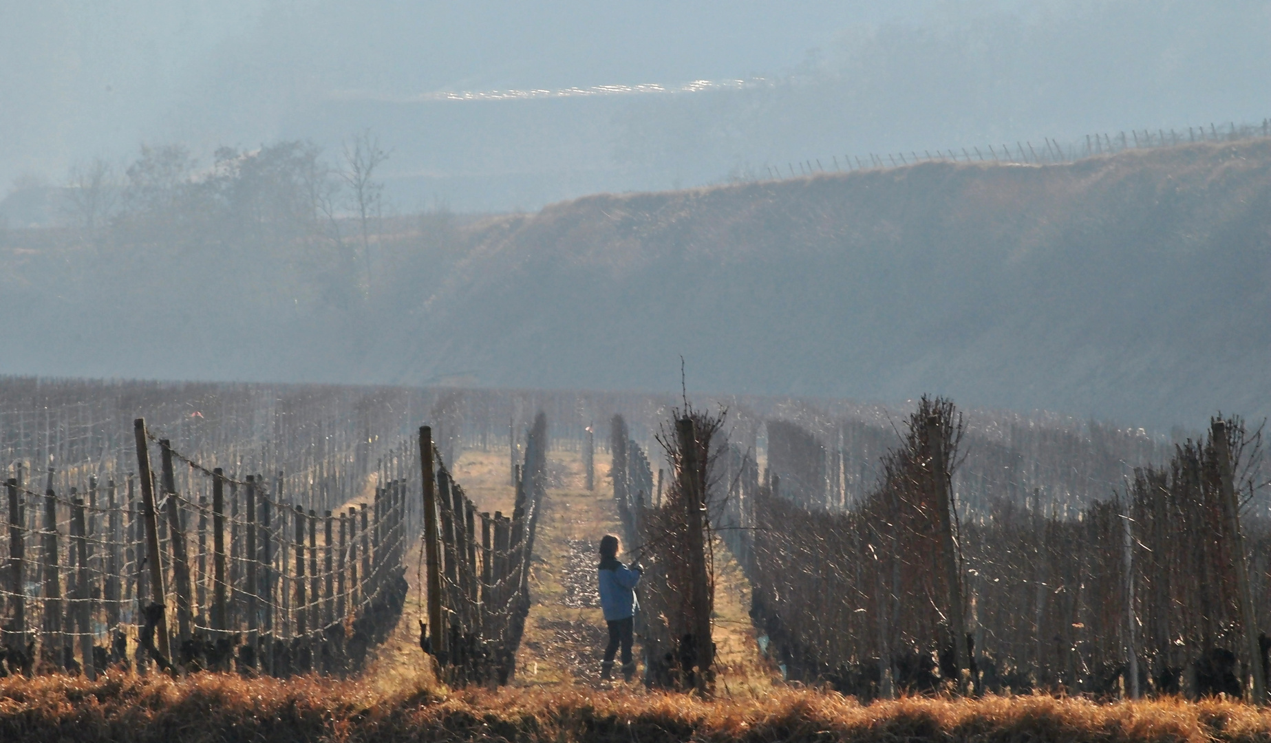 Die Winzerin und ihre Arbeit