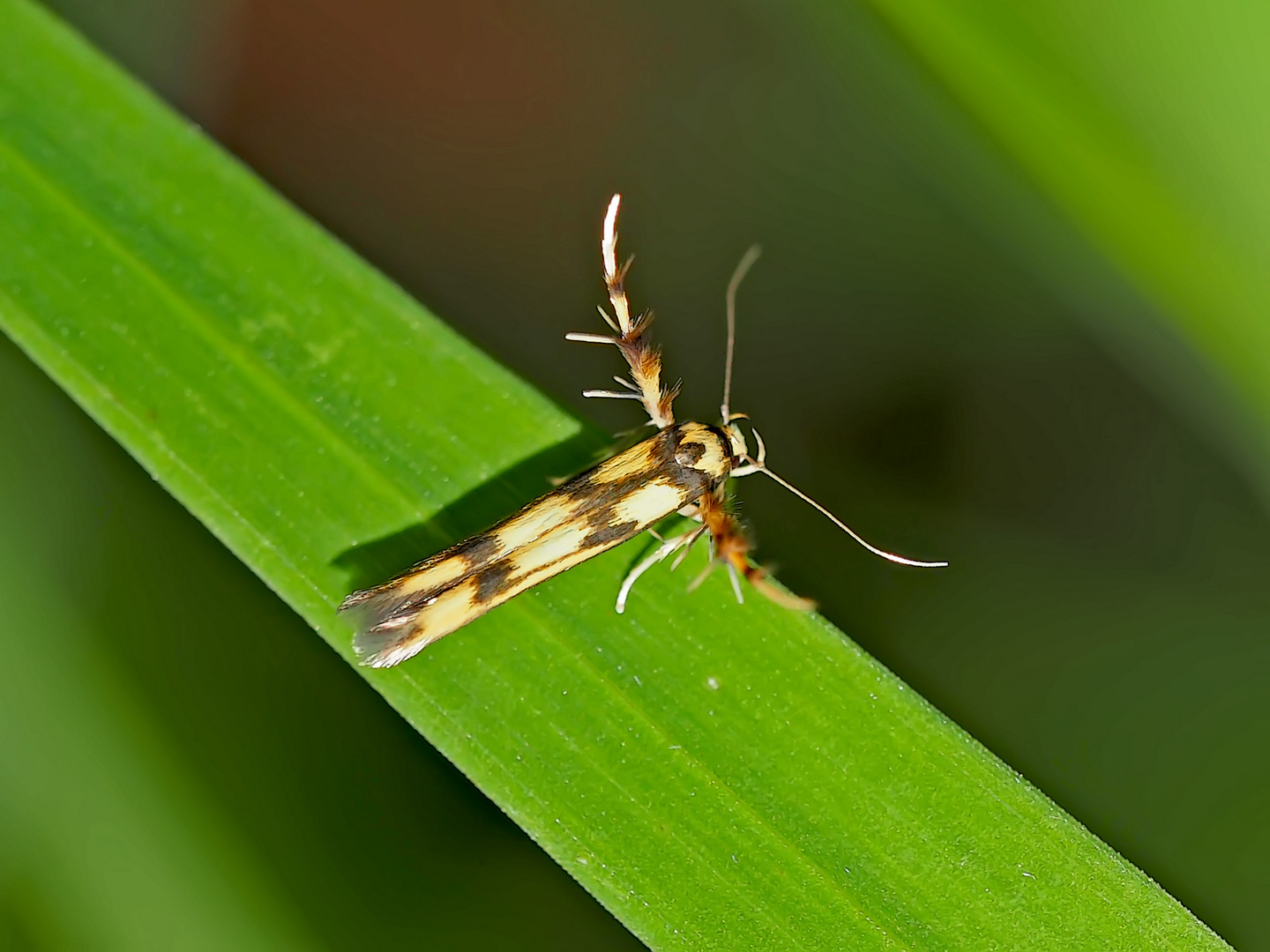 Die winzige Balancierstabmotte (Stathmopoda pedella)