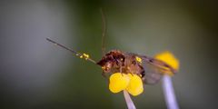 Die winzige Welt der Insekten