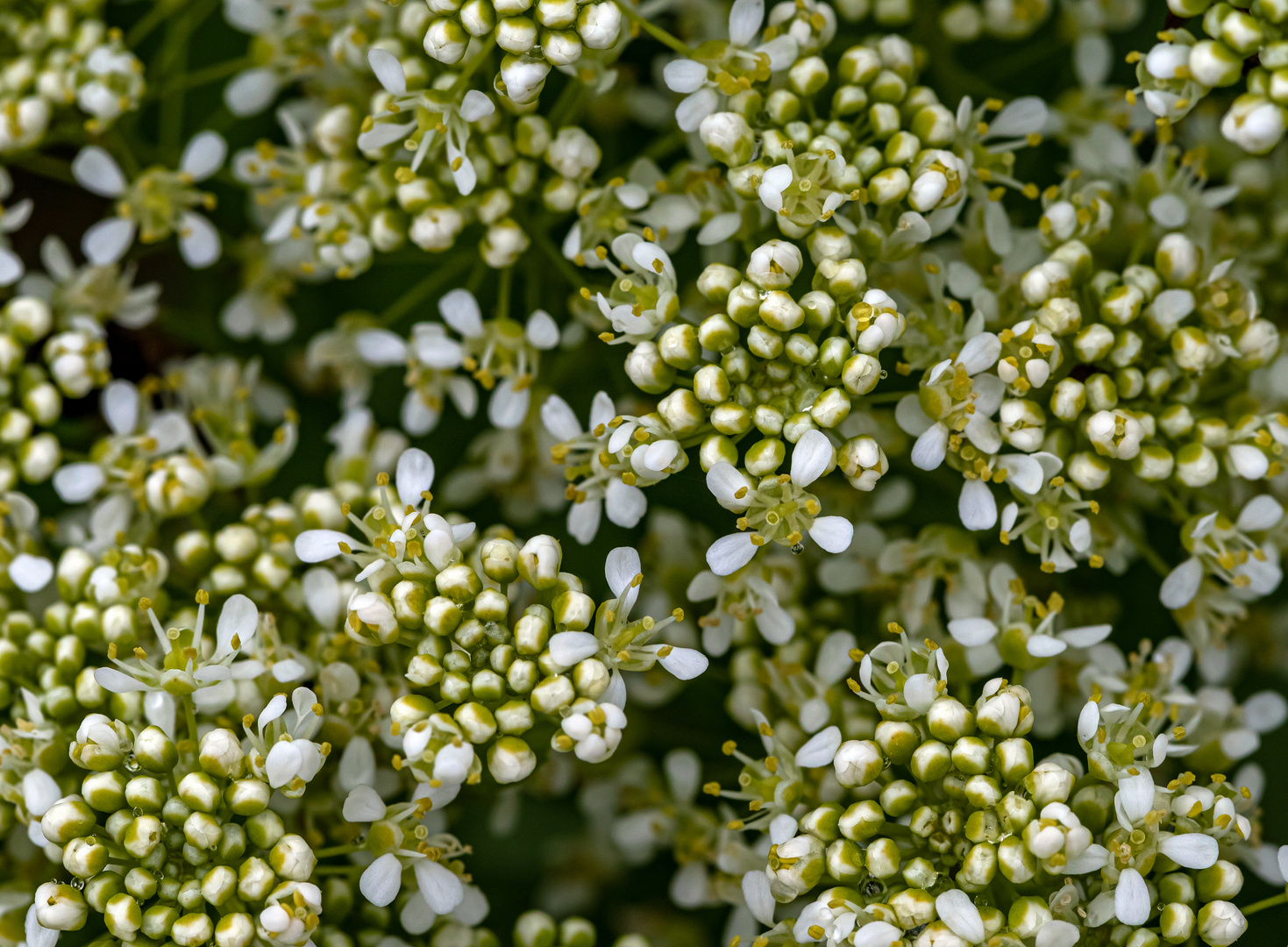 Die winzigen Einzelblüten