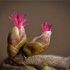 Die winzigen weiblichen Blüten des Haselnuss   . . .
