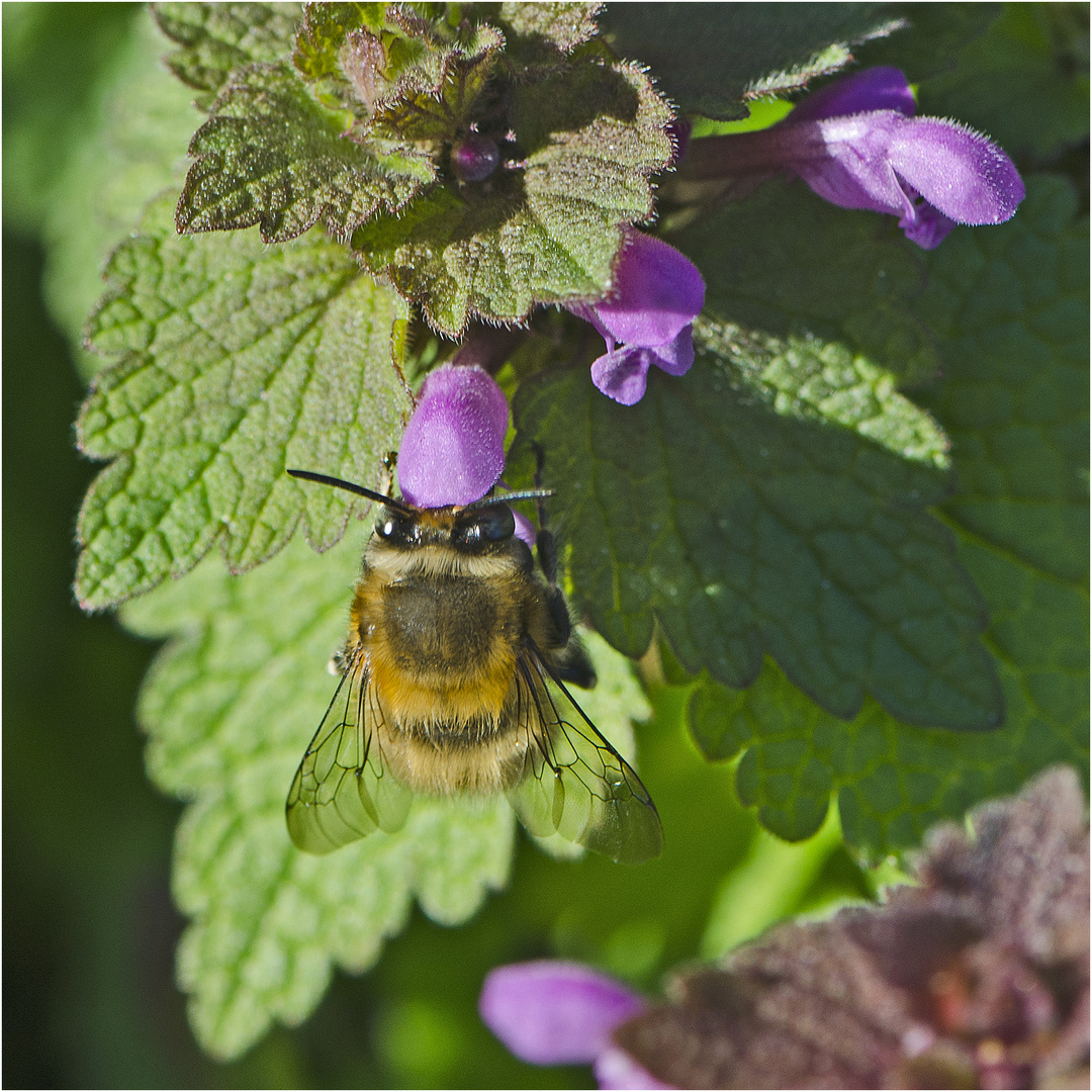 Die winzigsten Blüten bieten den Hummeln . . .