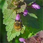 Die winzigsten Blüten bieten den Hummeln . . .