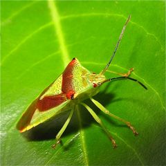 Die Wipfel-Stachelwanze (Acanthosoma haemorrhoidalis)