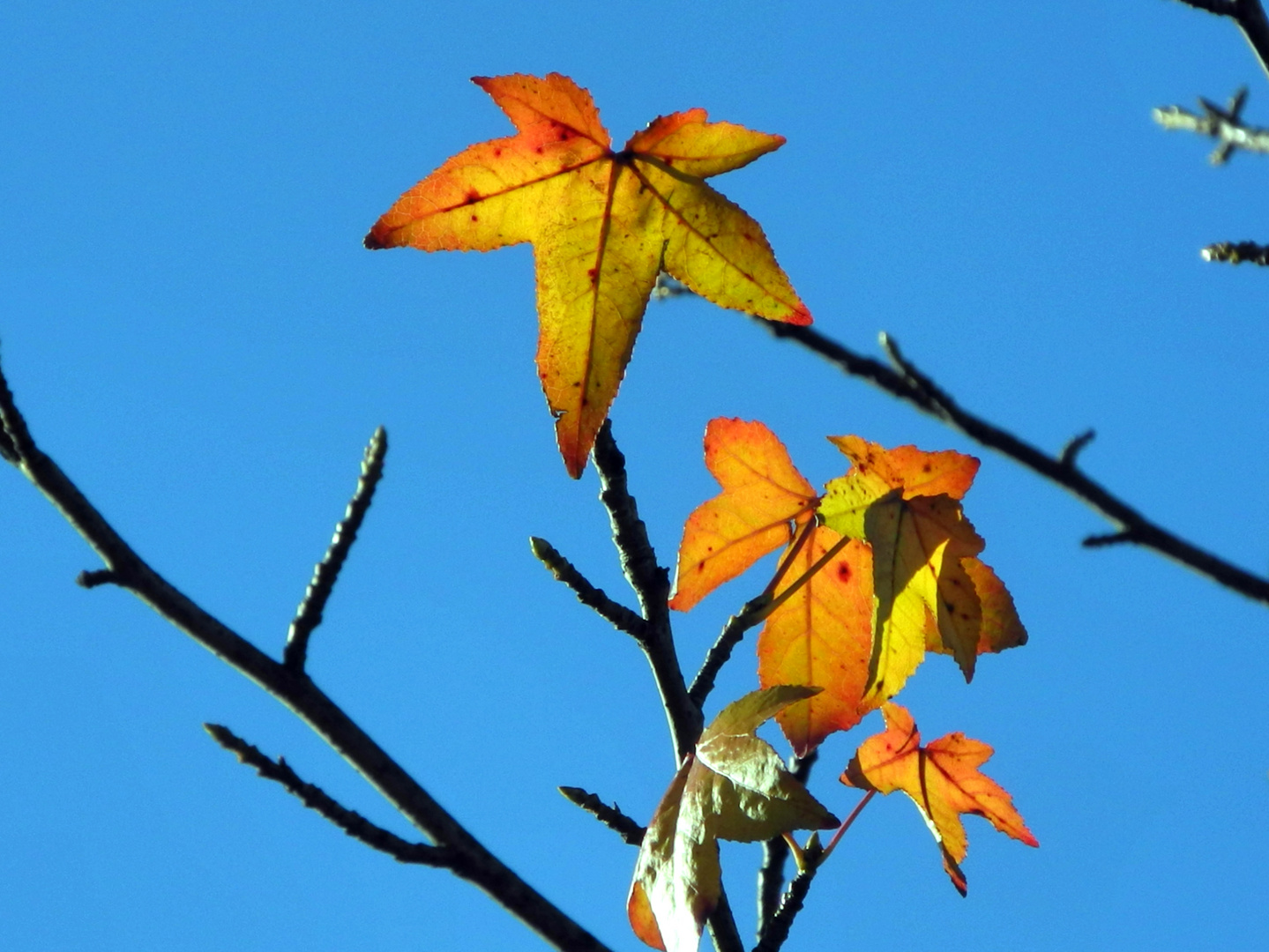 die wirklich allerletzten im Garten