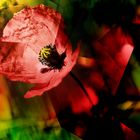 Die Wirkung des Mohn