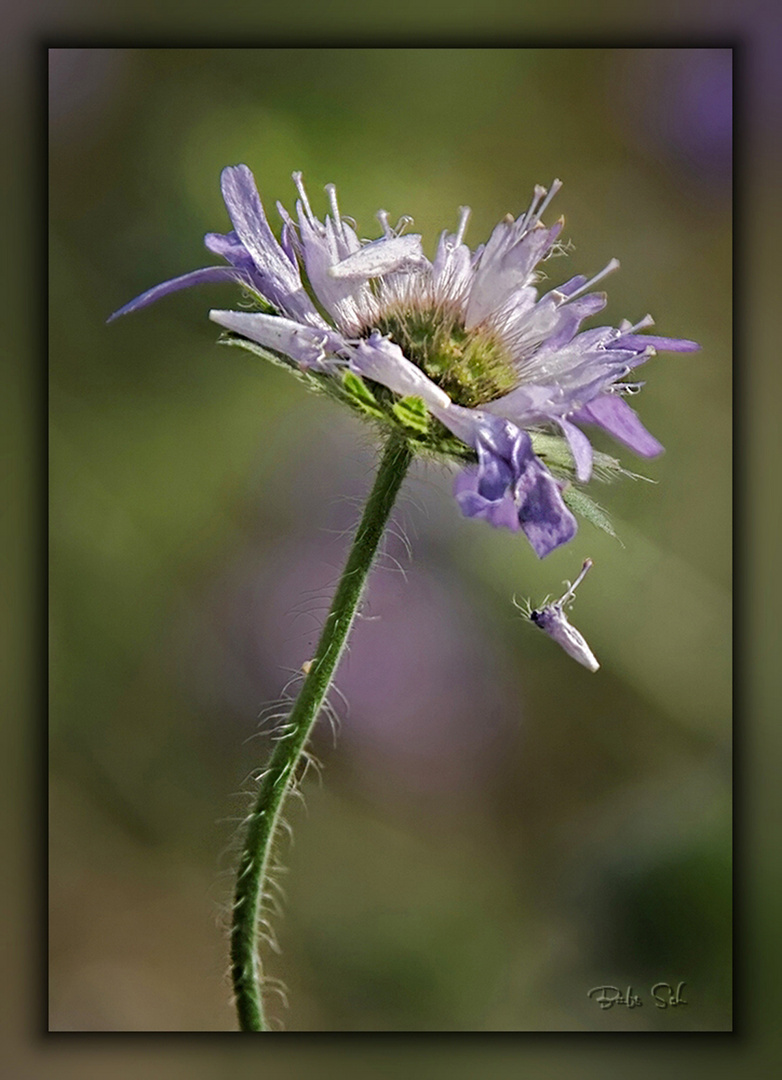 Die Witwenblume