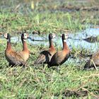 Die Witwenpfeifente  (Whitefaced Duck)